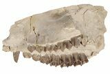 Fossil Oreodont (Merycoidodon) Jaw - South Dakota #198198-2